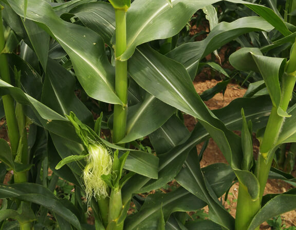 Coping with the corn borer