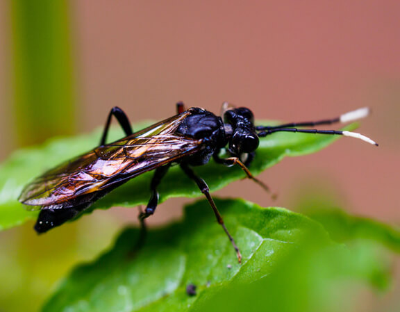 Coping with the corn borer